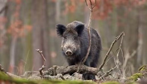 Undvik att attackeras av vilda djur under vild överlevnad